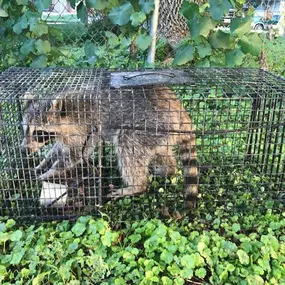 Bild von Borland Wildlife Solutions