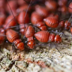 Bild von Pest Management Services, Inc.