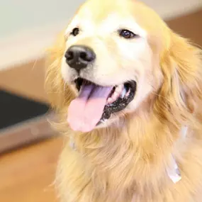 Bild von Care Pet Clinic Texarkana