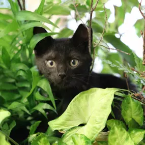 Bild von Care Pet Clinic Texarkana