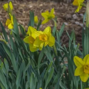 Bild von Cedar River Garden Center