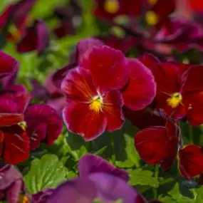Bild von Cedar River Garden Center