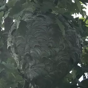 Bild von Cummings Pest Solutions