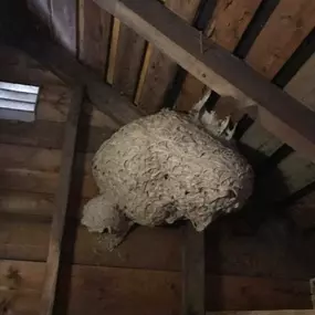 Bild von Cummings Pest Solutions