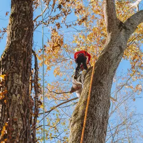 Bild von Northside Tree Professionals