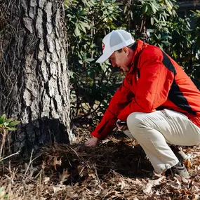 Bild von Northside Tree Professionals
