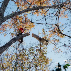 Bild von Northside Tree Professionals