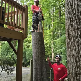 Bild von Northside Tree Professionals
