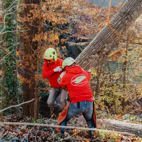 Bild von Northside Tree Professionals