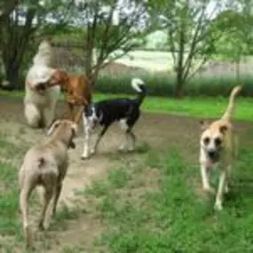 Bild von Destiny's Club Mutt
