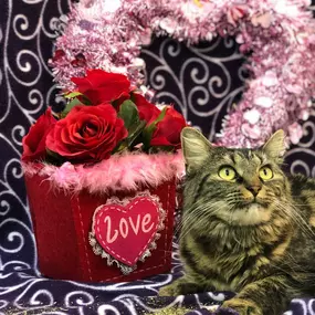Bild von Humane Society of Atlantic County