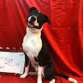 Bild von Humane Society of Atlantic County
