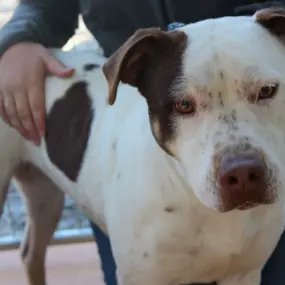 Bild von Humane Society of Atlantic County