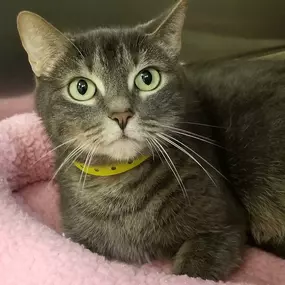Bild von Humane Society of Atlantic County