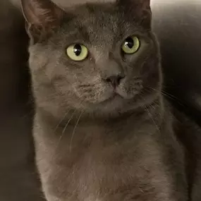 Bild von Humane Society of Atlantic County
