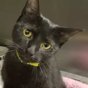 Bild von Humane Society of Atlantic County