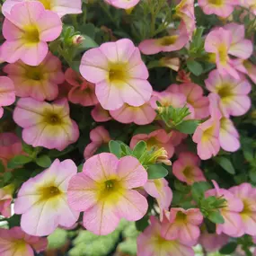 Bild von Highland Farm