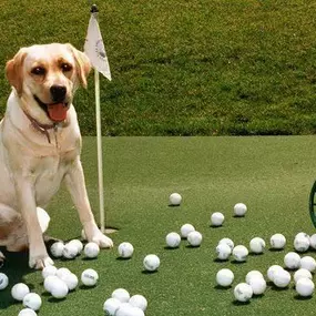 Bild von Humane Society of Ocean City