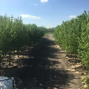 Bild von Wagner Tree Farm