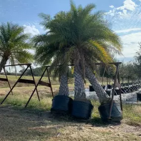 Bild von Wagner Tree Farm