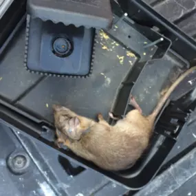 Bild von Tucson Pest Control