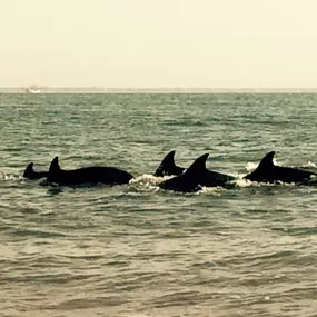 Bild von Knot Stressed Inshore Charters