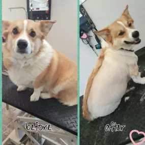 Bild von Puppy Salon