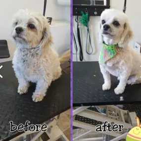 Bild von Puppy Salon