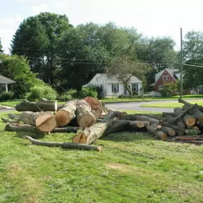 Bild von Martinez Tree & Lawn Service, LLC
