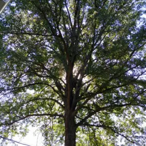 Bild von Martinez Tree & Lawn Service, LLC