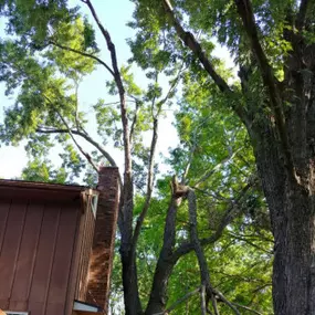 Bild von Martinez Tree & Lawn Service, LLC