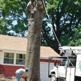 Bild von Martinez Tree & Lawn Service, LLC