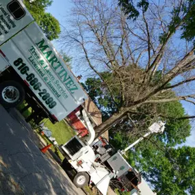 Bild von Martinez Tree & Lawn Service, LLC