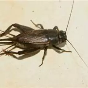 Bild von Magnolia Pest Solutions