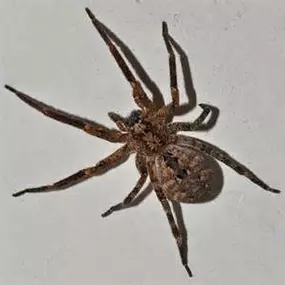Bild von Magnolia Pest Solutions