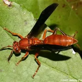Bild von Magnolia Pest Solutions