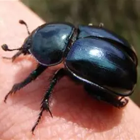Bild von Magnolia Pest Solutions