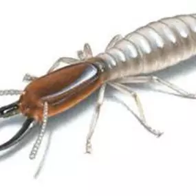 Bild von Magnolia Pest Solutions
