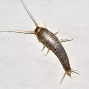 Bild von Magnolia Pest Solutions