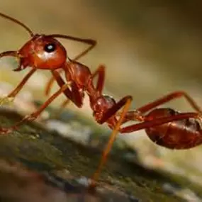 Bild von Magnolia Pest Solutions