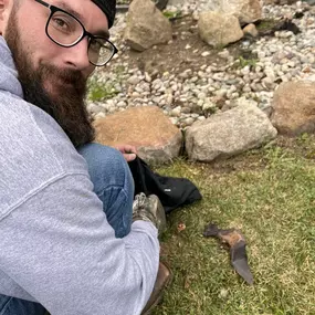 Bild von Mayhem Bat Control And Nuisance Animal Trapping