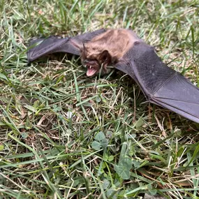 Bild von Mayhem Bat Control And Nuisance Animal Trapping