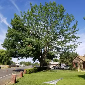 Bild von All American Arborist