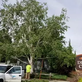 Bild von All American Arborist