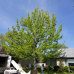 Bild von All American Arborist