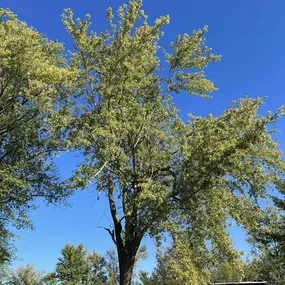 Bild von CCP Trees & More