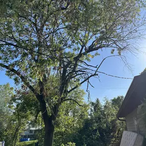 Bild von CCP Trees & More