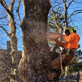 Bild von Buzz Tree Specialist
