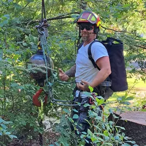 Bild von Buzz Tree Specialist