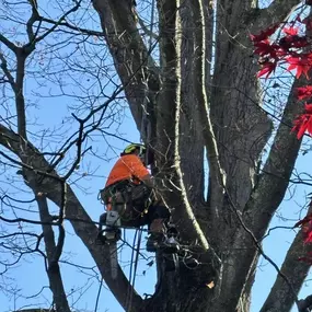 Bild von Buzz Tree Specialist